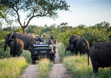 Kruger National Park Safari - A Breathtaking Journey Through Untamed Wilderness!